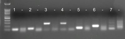 A Rapid Molecular Assay for Detecting the Mediterranean Fanworm Sabella spallanzanii Trialed by Non-Scientist Users